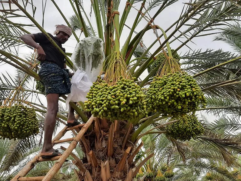 Preparing for harvest