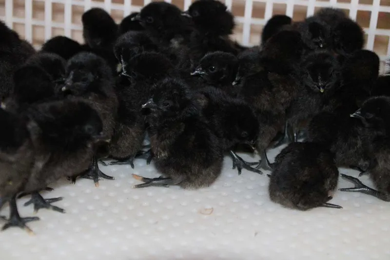 kadaknath chicks