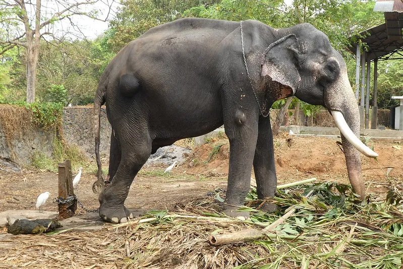 chained temple elephant