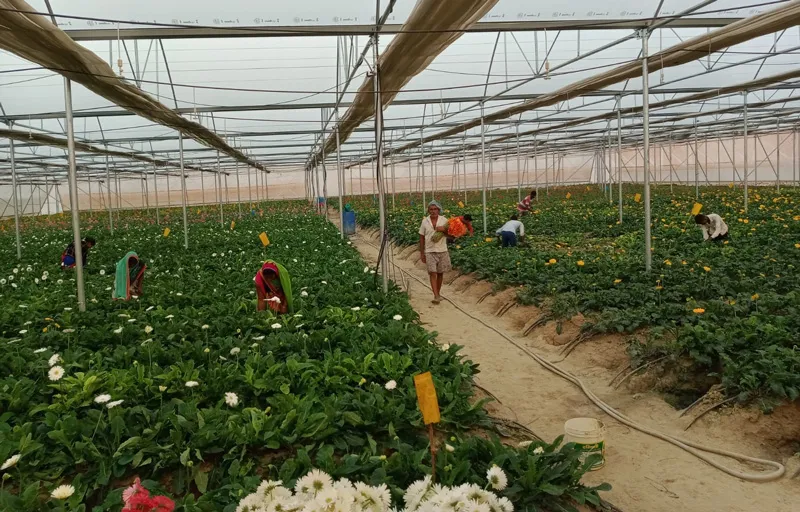 Engineer leaves high paying job at Microsoft for Gerbera farming; creates jobs in his village