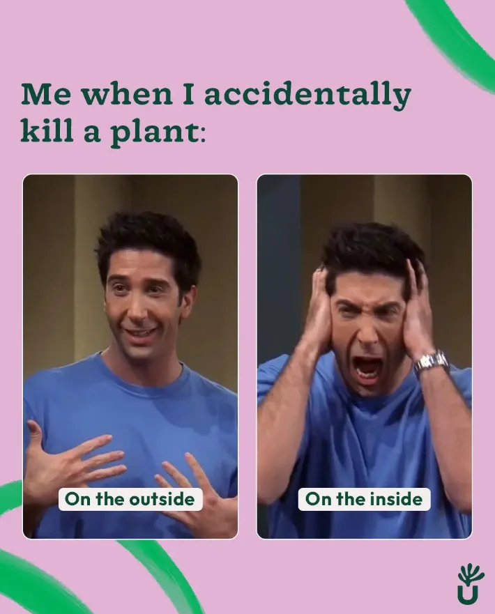 Friendsmeme