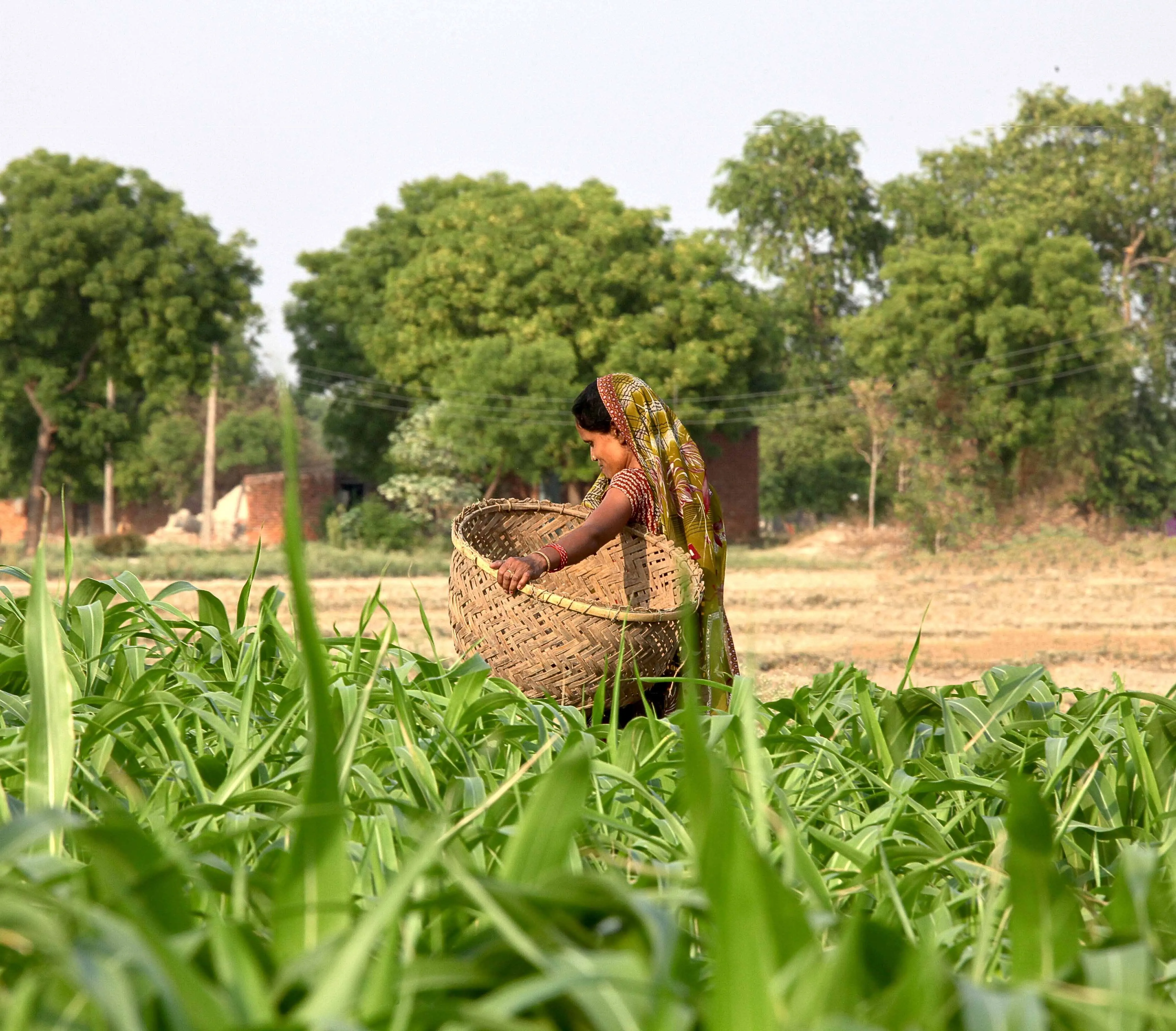 jharkhand land