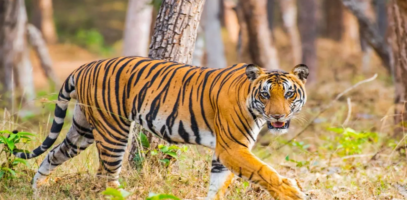 tigress