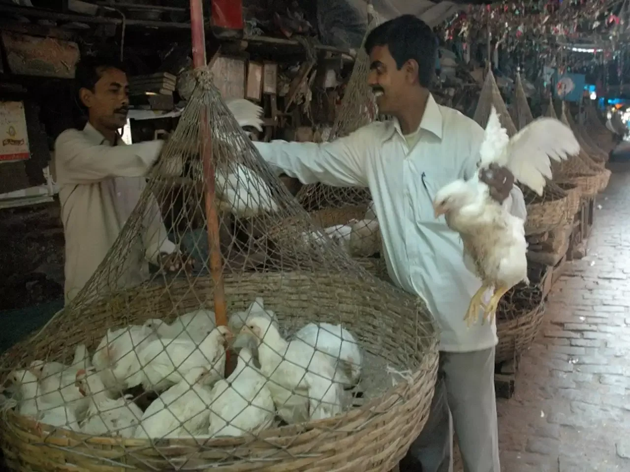 chicken