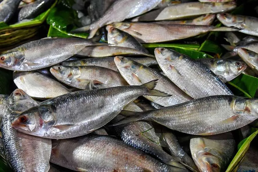 hilsa1