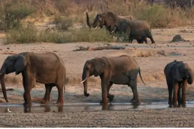 Zimbabwe will kill 200 elephants