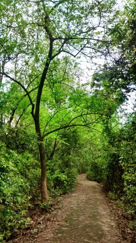 bethuadahari forest