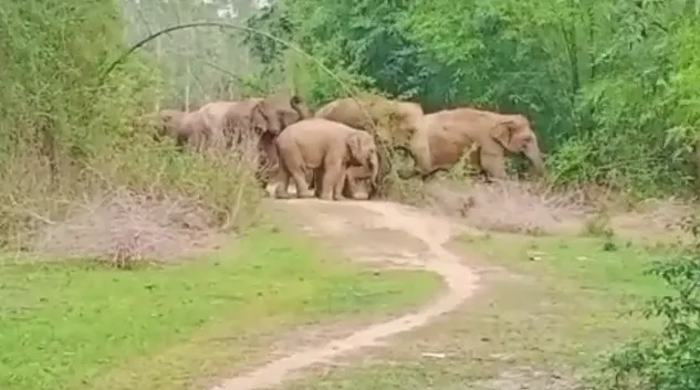 elephantattack