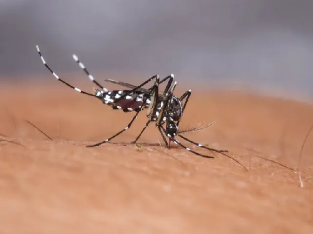 dengue