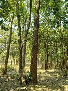 khisma forest