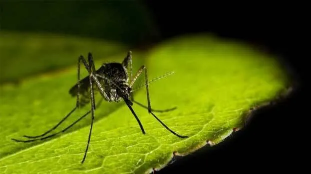 west-nile-fever-.1.2703554.jpg