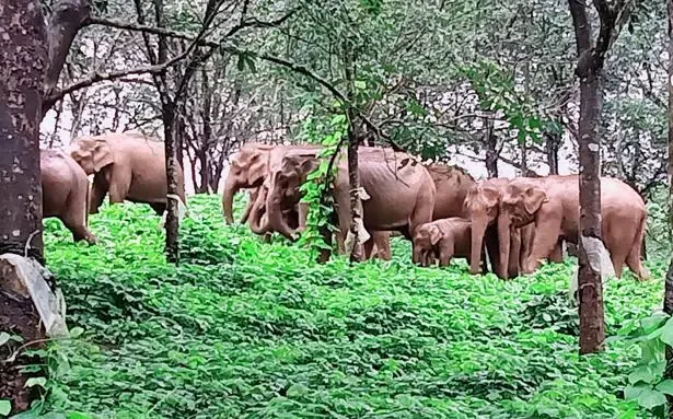 Living in constant fear of wild elephants