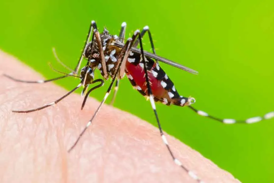 Dengue | Dengue cases and hospitalizations are increasing in different  districts of west bengal dgtl - Anandabazar