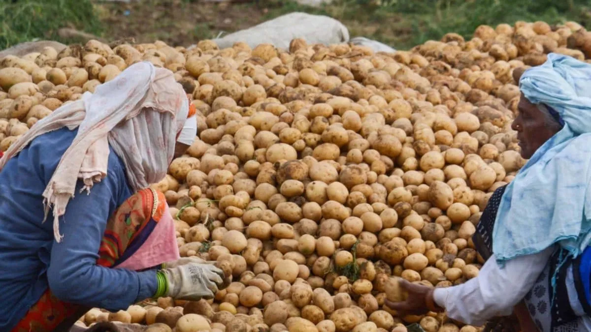 India is second largest potato producer, but here's why it may import the  vegetable from Bhutan this year – Firstpost