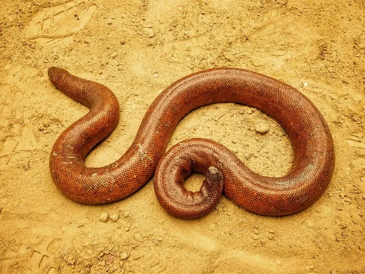 Four Held For Trying To Sell Red Sand Boa Snake Worth Rs 2.5 crore