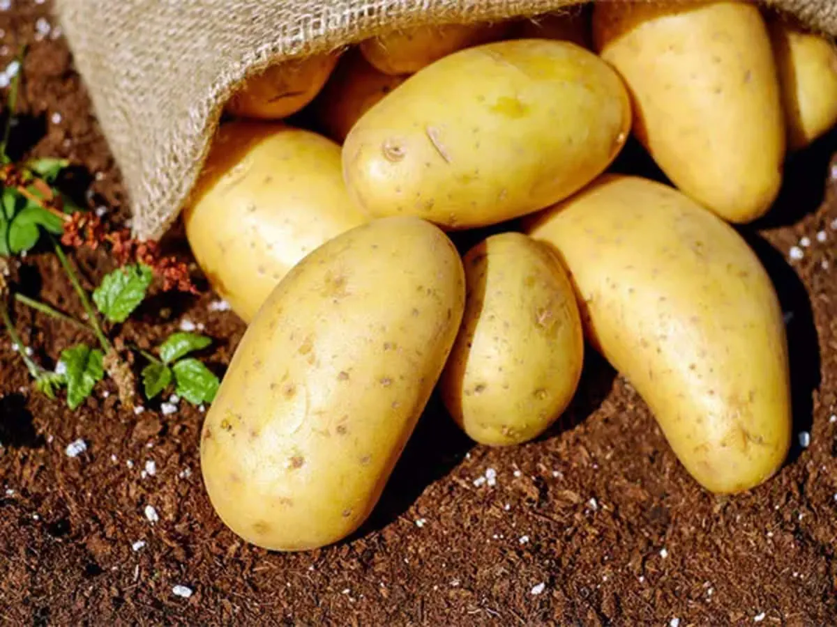 India potato: Indian potato imports from Bhutan to continue without import  license for another year - The Economic Times