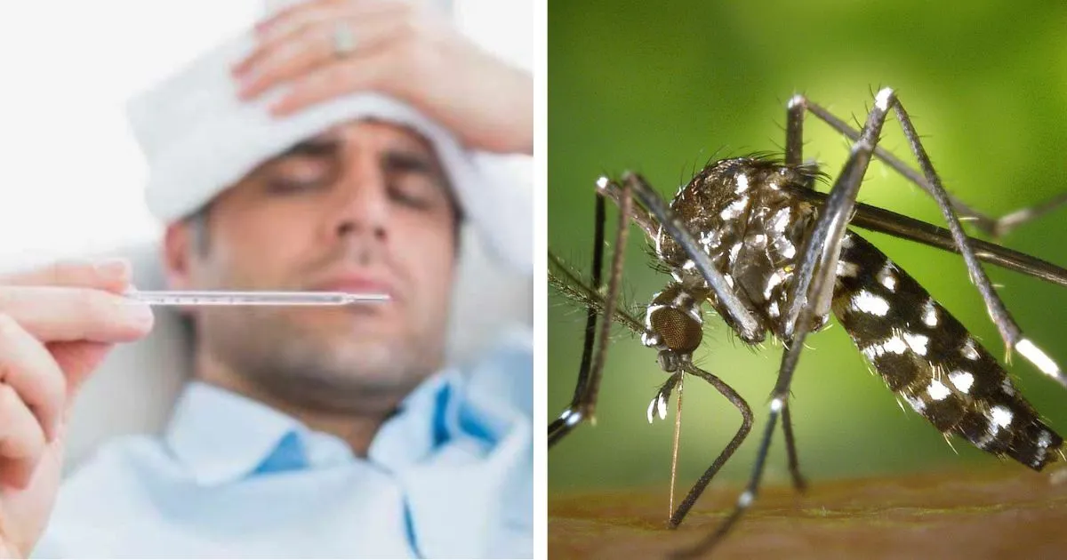 Dengue Symptoms: ডেঙ্গি জ্বরের উপসর্গ কী কী? এর থেকে সতর্ক থাকার উপায়ই বা  কী?