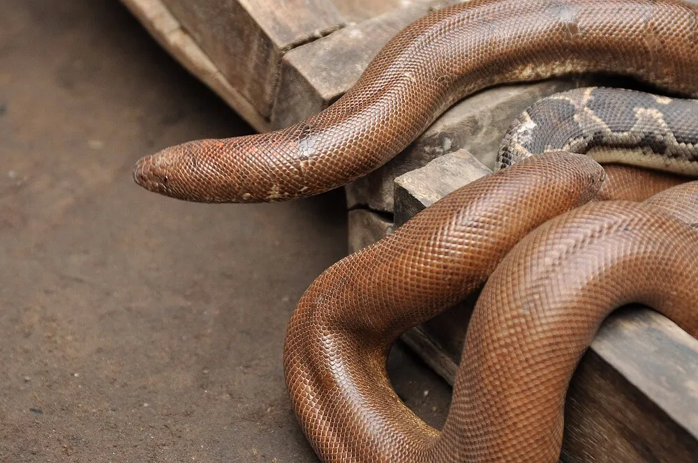 Red Sand Boa | WWF India