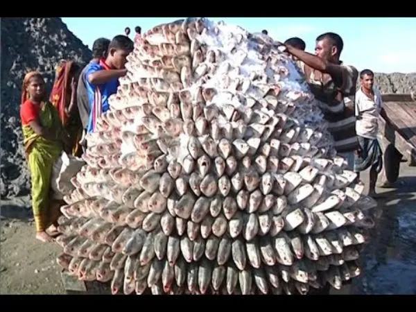 বাজার দাপাচ্ছে ইলিশ, আবহাওয়া অনুকূল থাকলে অবস্থা চলতে পারে পুজো পর্যন্ত |  fish markets in and around Kolkata is full of hilsa - Bengali Oneindia