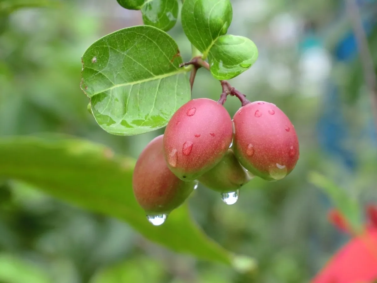 করমচা - উইকিপিডিয়া