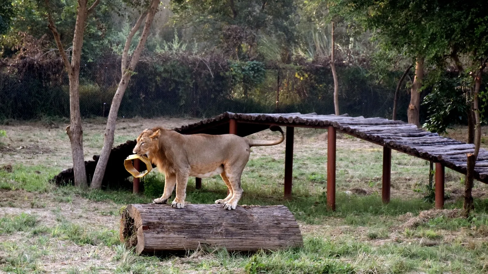 West Bengal to introduce state's first lion safari at North Bengal Animals  Park | Travel - Hindustan Times