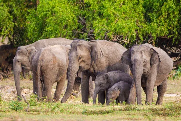 Asian elephant family group with young elephants in the middle - Stock  Image - Everypixel