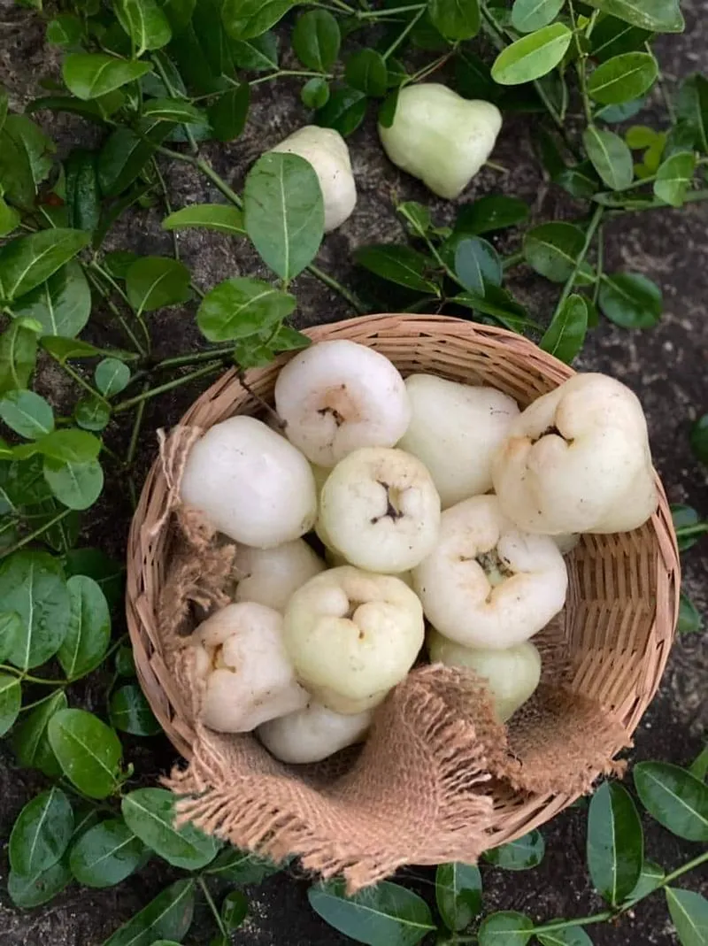 এক জামরুল তিন কমলা সমান সমান!