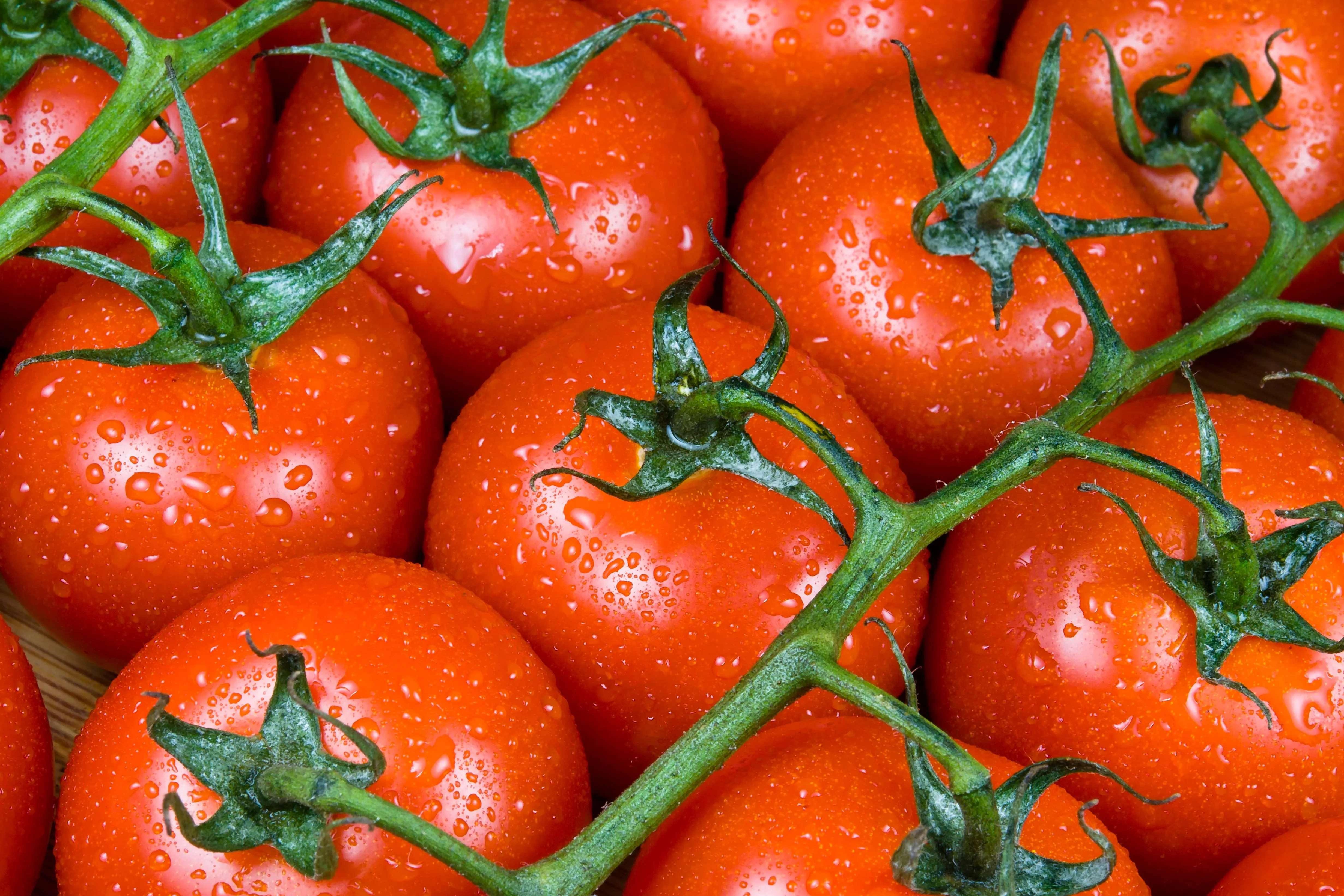 Shortage of tomatoes widening to more products and likely to last 'weeks' |  The Independent