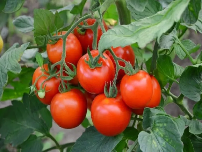 Tomato farming in winter: দেখে নিন শীতকালীন টমেটো চাষে কিভাবে আয় করবেন