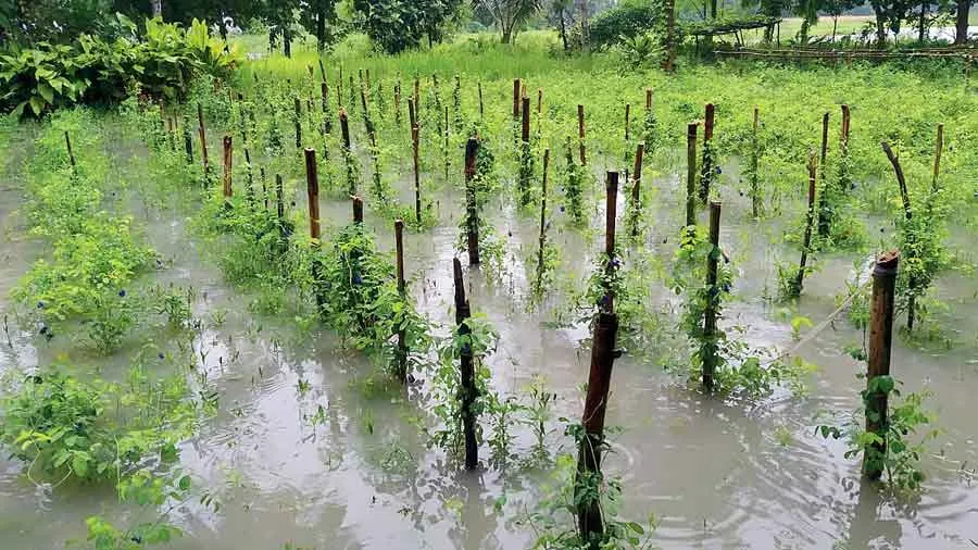 Rainfall | Rain flattens flower fields, crisis looms before Pujas -  Telegraph India