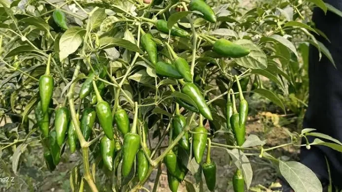 Hybrid Bullet Chilli Is Being Cultivated In Bigha After Bigha In The Hope  Of Profit