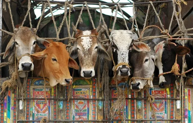 Delhi Police Head Constable Among 3 Arrested For Alleged Cow Smuggling
