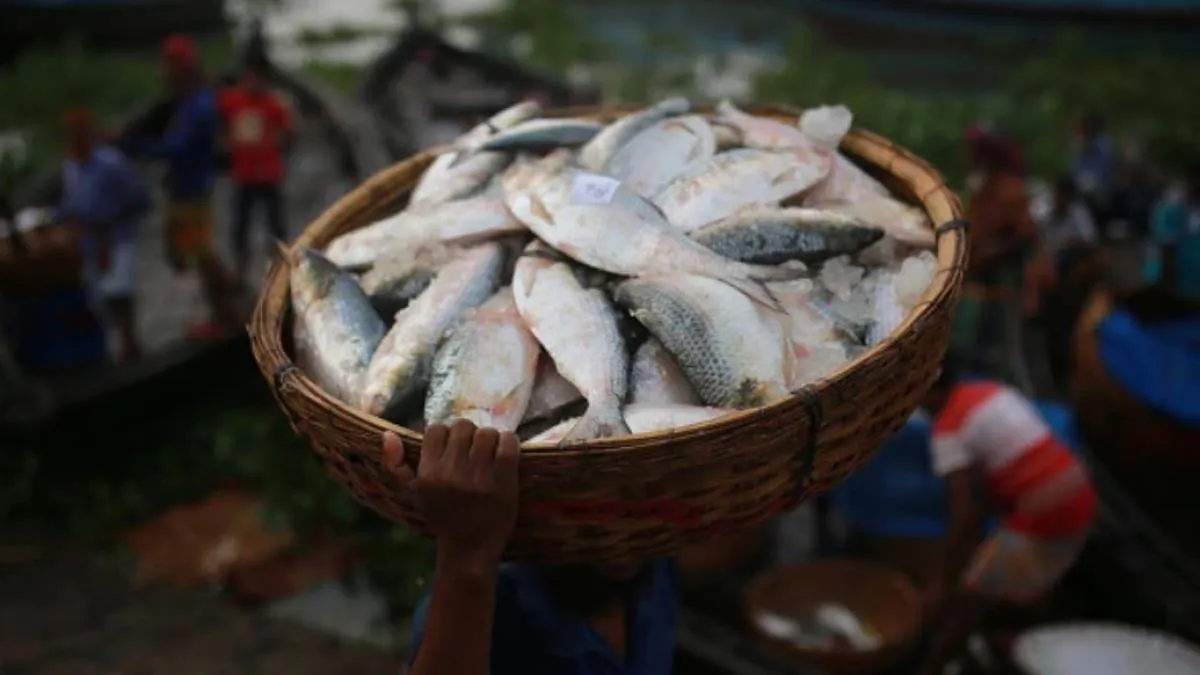 Ilish Price: ইলিশ ৪০০ টাকায়, কলকাতার বাজারে কোন ওজনের ইলিশের দাম কত  যাচ্ছে? রইল - Hilsa is back in the Monsoon platter of Bengal Check Ilish  latest rates on 26 June 2023