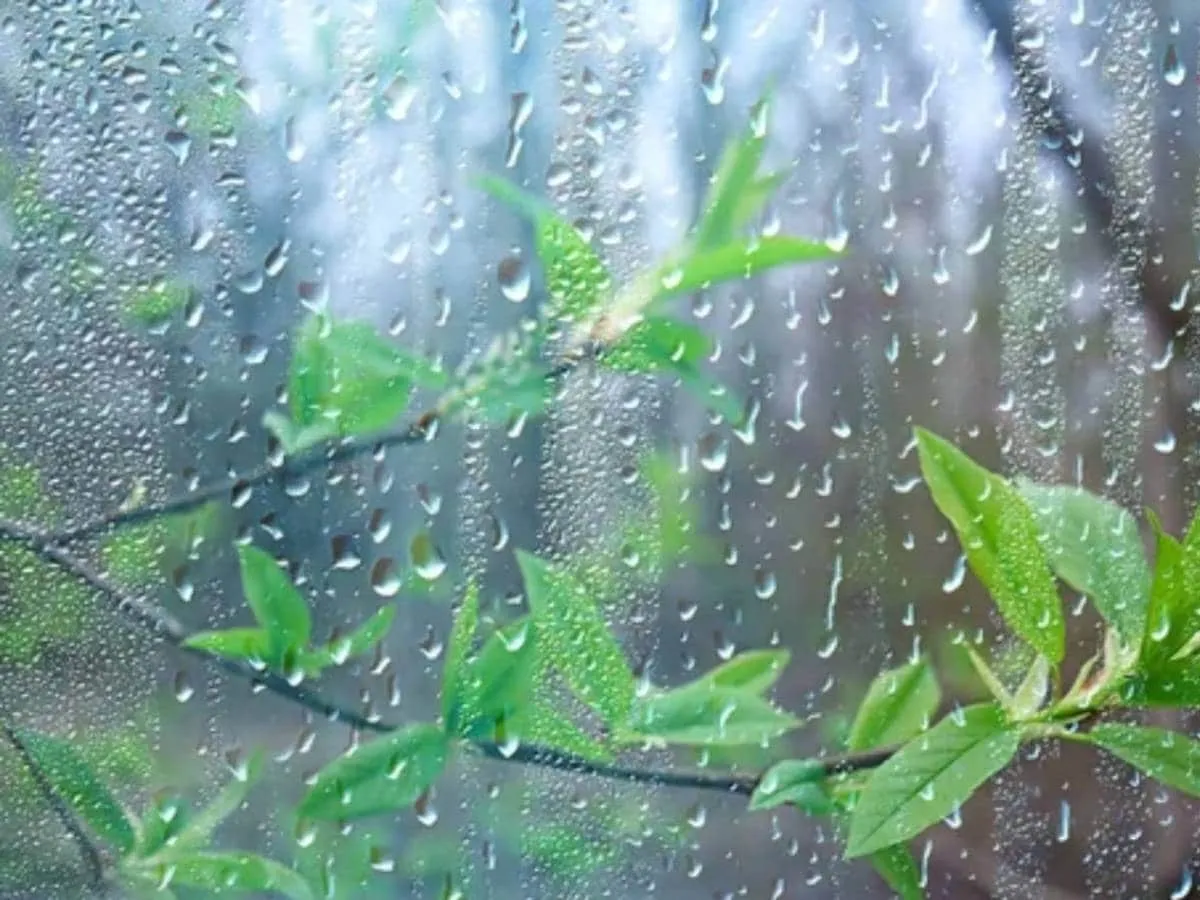 Kolkata Rain Update: শুক্রবার কি বৃষ্টি হবে কলকাতায়? রাজ্যের কোন কোন  জেলায় বৃষ্টির পূর্বাভাস রয়েছে? খামখেয়ালি বসন্ত আর ক'দিন? জানুন  পূর্বাভাসrain ...