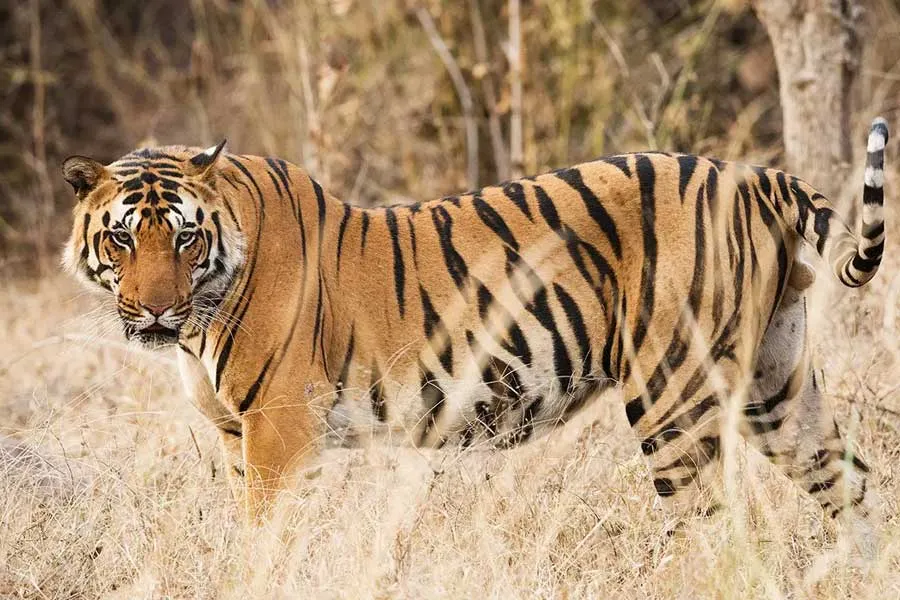 Jinat | forest departments of three states are active to catch the tiger ' Jinat' dgtld - Anandabazar