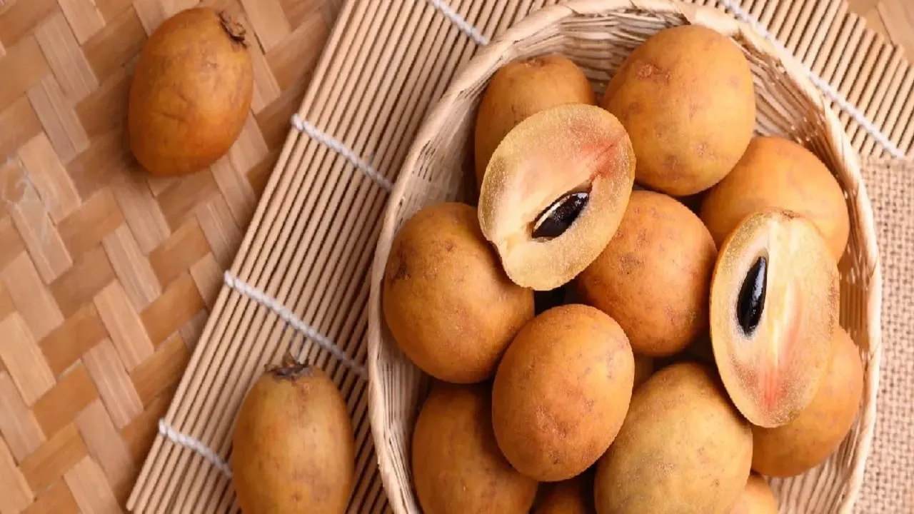Health Benefits of Sabeda: হাই ব্লাড প্রেশার নিয়ন্ত্রণ থেকে পেটের রোগ  দূর-সবেদার অঢেল গুণ! খাওয়ার আগে জানুনchikoo or sabeda is full of health  benefits to keep you fit – News18 বাংলা