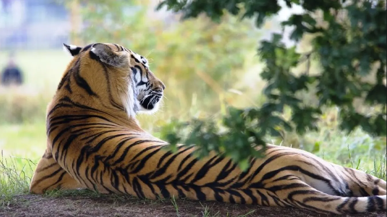 Royal Bengal Tiger: ভয়ংকর! সুন্দরী 'জিনাত' কি ঢুকে পড়েছে ঝাড়গ্রামে?  বেলপাহাড়িতে? শহরের জঙ্গলে? শিরদাঁড়ায় ঠান্ডা স্রোত...।Royal Bengal Tiger  in jhargram ...