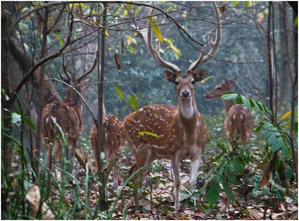বেথুয়া অভয়ারণ্যের অন্দরমহলে | মন ও মৌসুমী