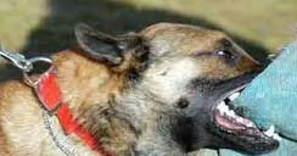 ময়মনসিংহে এক কুকুরের কামড়ে আহত ৪০