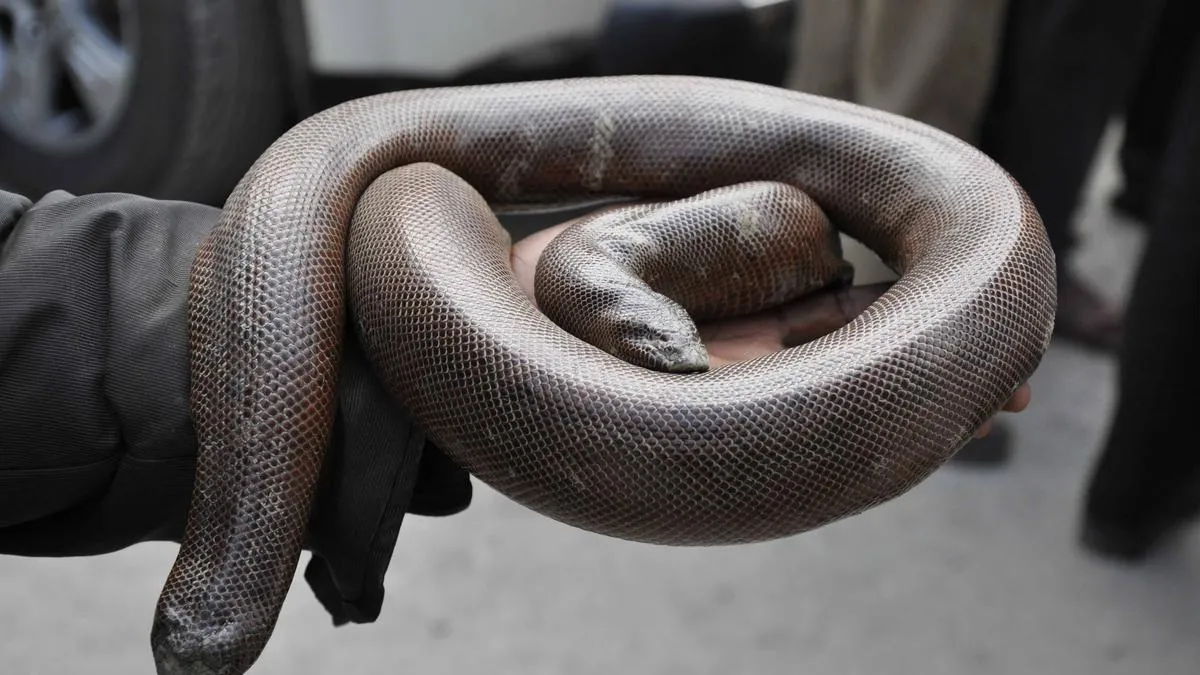 172 incidents of seizures of red sand boa recorded from 2016 to 2021:  WCS-India report - The Hindu