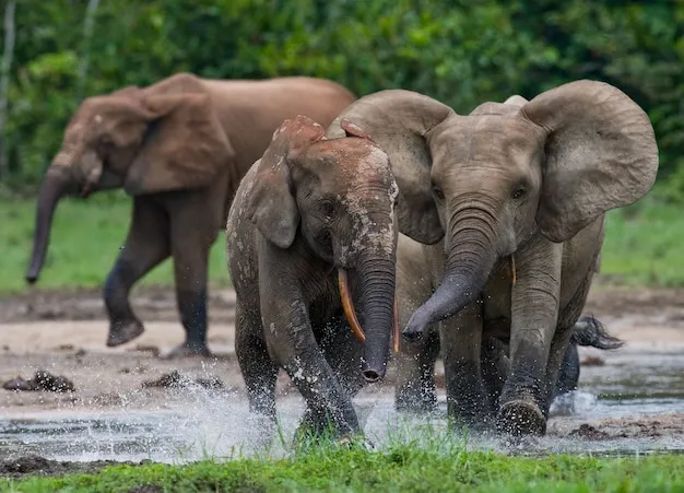 Premium Photo | Two forest elephants are drinking water from a source of  water. central african republic. republic of congo. dzanga-sangha special  reserve.