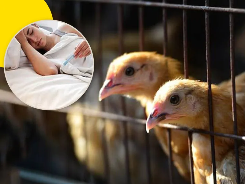 How Does Bird Flu Affect Humans? Know Everything About H5N1 Avian Influenza  | OnlyMyHealth