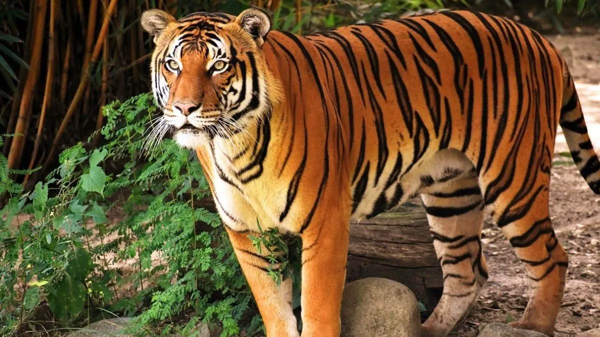 Zeenat: এবার পুরুলিয়া পৌঁছে গেল জিনাত, বাঘিনীকে কিছুতেই বাগে পাচ্ছে না বন  দফতর - Tiger zeenat reach purulia on sunday morning people in panic abk -  Aaj Tak Bangla