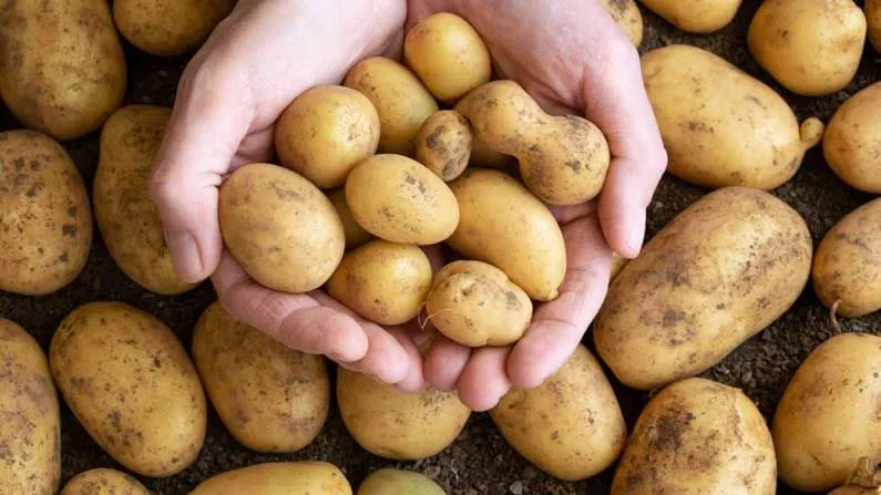 হার্ট ভাল রাখতে সাহায্য করবে আলু! কিন্তু কীভাবে? - Bengali News | Reasons  potatoes are good for your heart - TV9 Bangla News