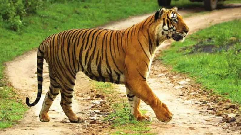 Tiger Reserves India: ছবিতে দেখুন ভারতের সেরা ৮টি 'টাইগার রিজার্ভ' -  Bengali News | 8 Famous Tiger Reserves in India | TV9 Bangla News