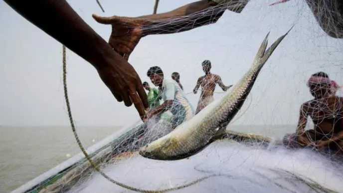 Digha Hilsa Fishing: নিষেধাজ্ঞা উঠল, ইলিশের খোঁজে সাগরপাড়ি মৎস্যজীবীদের -  KolkataTV