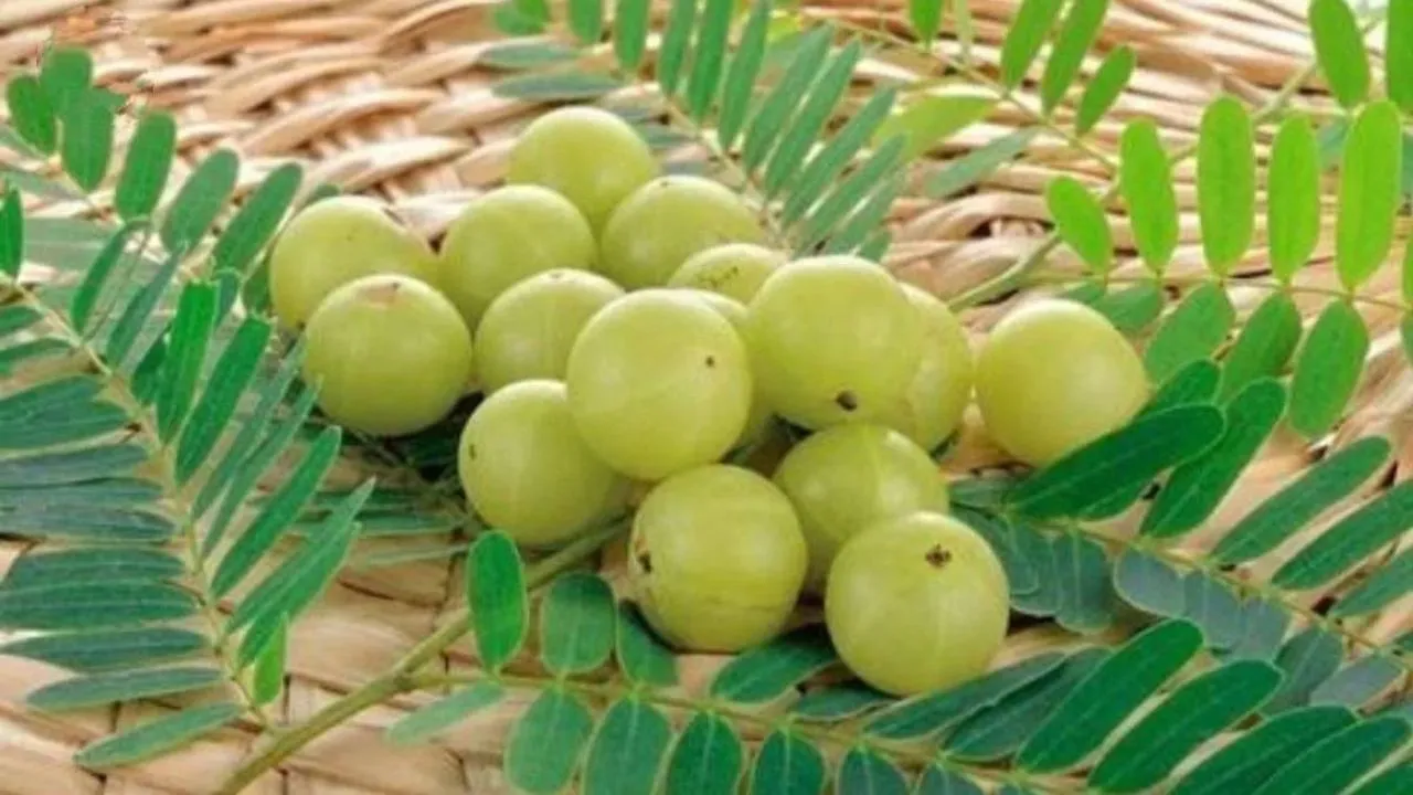 Benefits of Amla: আমলার অনেক গুণ, কিন্তু খেলেই কারা চরম বিপদে পড়বেন, জানা  আছে? - Bengali News | These people should be cautious of eating amla | TV9  Bangla News