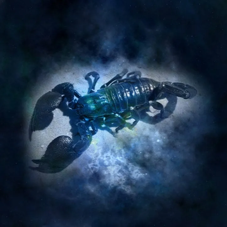 বৃশ্চিক রাশির ২০২৫ বছরটা কেমন কাটবে ও কি করলে ভালো থাকবেন