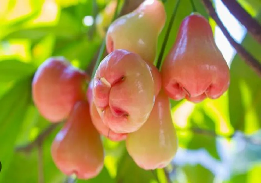 জামরুলের উপকারিতা ও অপকারিতা। জামরুল কেন খাবেন ? - MT Solution