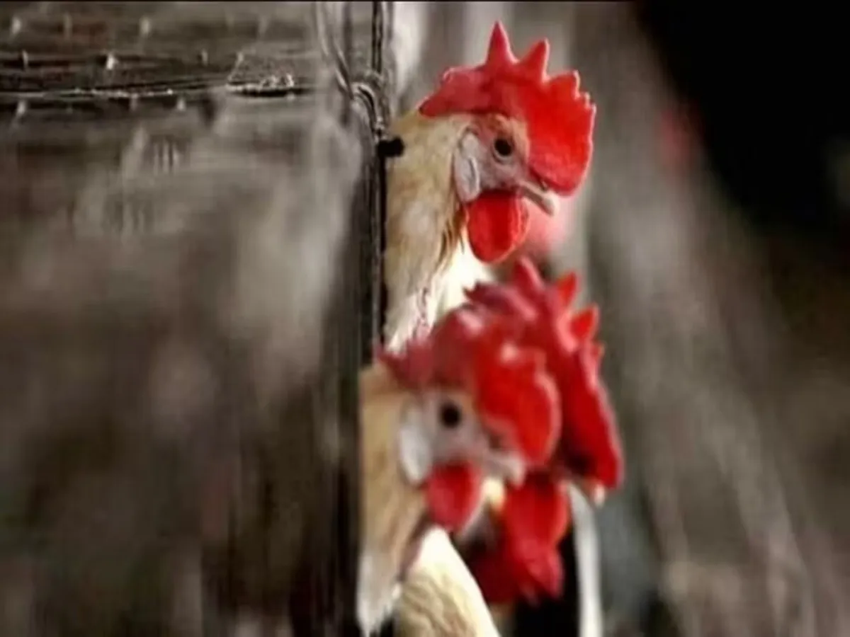 Massive Bird Flu Outbreak Hits Jharkhand, Ranchi On Alert, Chicken Sale  Banned | Top Developments